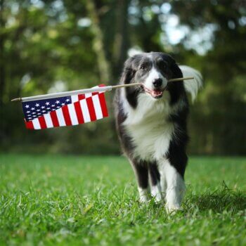 Fourth of July Considerations for Pets